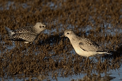 David Plant Photography - Wildlife Photography - Grey plover - G